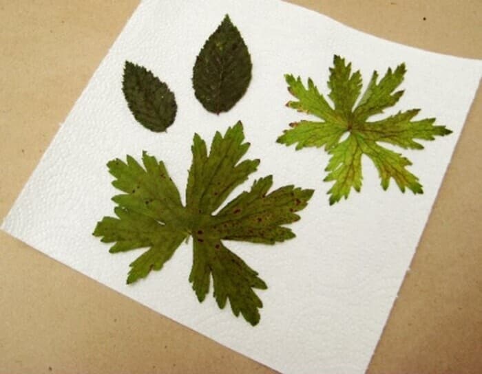 Visuel de l’événement « Atelier "herbier" »