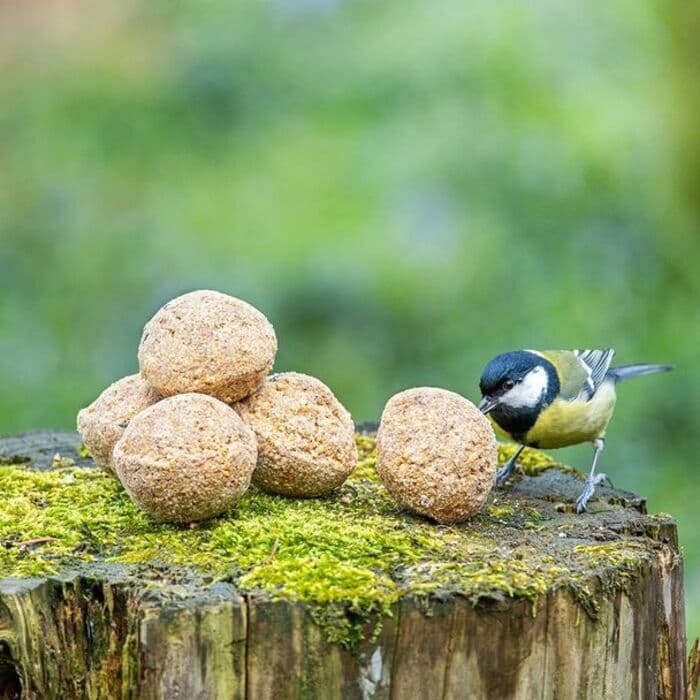 Visuel de l’événement « Atelier "fabriquer des boules de graisse pour les oiseaux" »