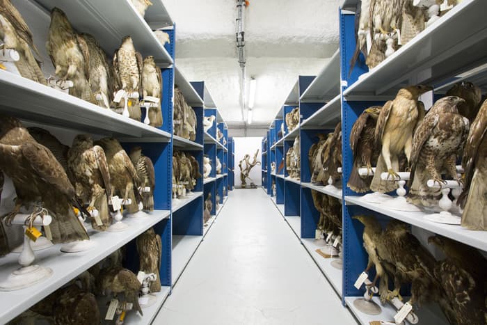 Visuel de l’événement « Visite guidée : rencontre avec une restauratrice de taxidermies »
