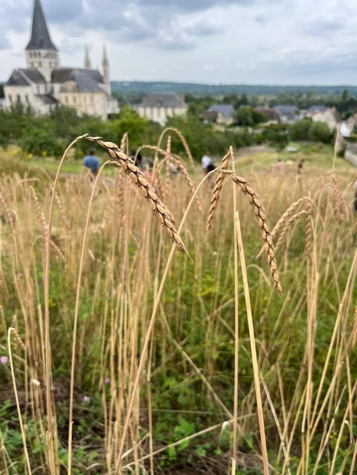 Visuel de l’événement « Atelier : couronne des moissons »