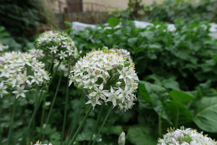 Visuel de l’événement « Atelier "Cultiver, multiplier, cuisiner, les Alliums" »