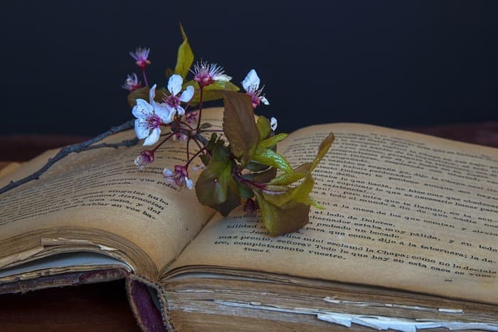 Visuel de l’événement « Livres et Verdure : Bibliothèque nomade »