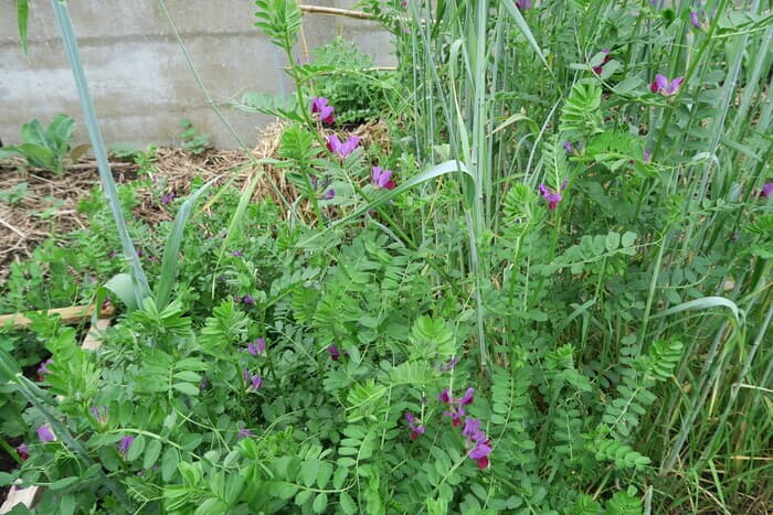 Visuel de l’événement « Atelier "Semer des engrais verts au potager" »