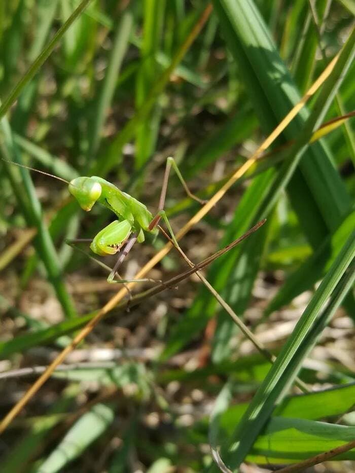 Visuel de l’événement « Spectacle conté « Insectes et petites bêtes au détour des chemins !" »