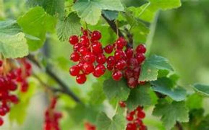 Visuel de l’événement « Tailler et multiplier les petits fruitiers »