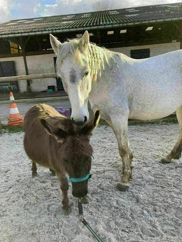 Visuel de l’événement « Ateliers ludiques avec cheval et ânesse »