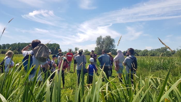 Visuel de l’événement « Les plantes oubliées du Marais du Trait »