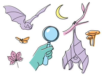 Visuel de l’événement « SEVRES : A la découverte des ombres volantes et autres animaux nocturnes ! »
