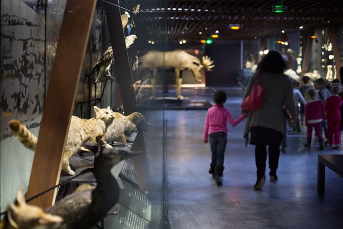 Visuel de l’événement « Visite libre : SOS animaux en danger ! »