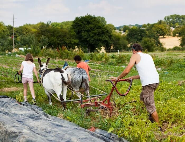 Visuel de l’événement « Préparation des parcelles en traction animale »