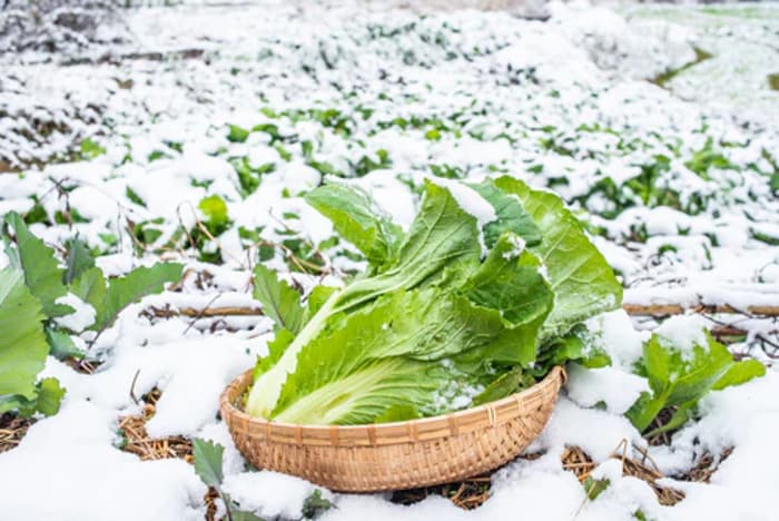 Visuel de l’événement « Atelier : protéger les plantes en hiver »