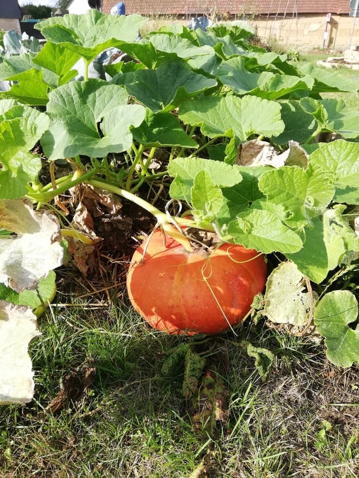 Visuel de l’événement « Cuisiner les courges »
