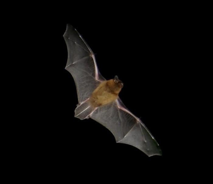 Visuel de l’événement « À la découverte des chauves-souris »
