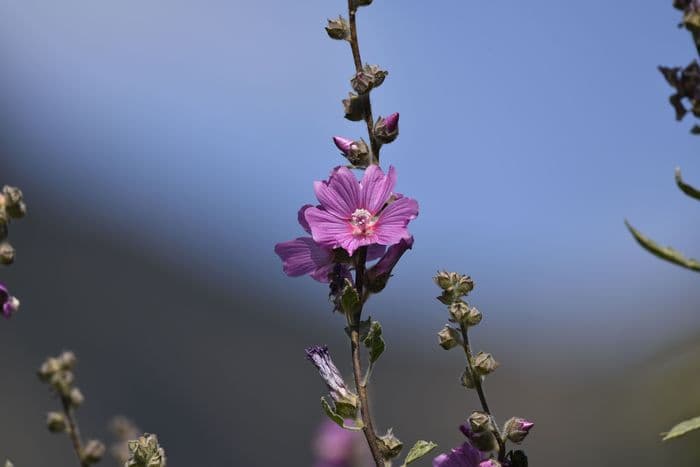 Visuel de l’événement « Plantes sauvages comestibles et médicinales »
