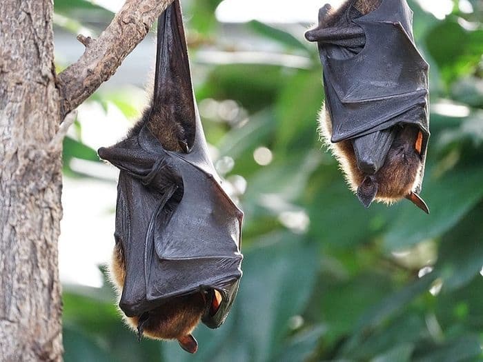 Visuel de l’événement « Le marais la nuit, à la découverte des chauves-souris »