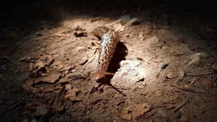 Visuel de l’événement « Sortie au crépuscule et la nuit au bord de l’Erdre de la Jonelière à la Desnerie »