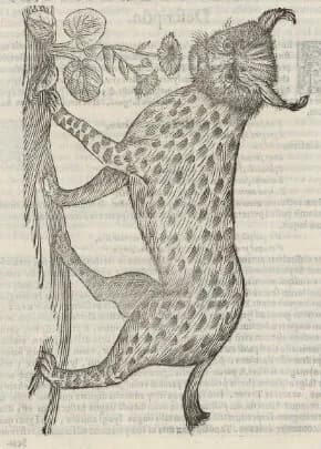 Visuel de l’événement « Jeudi patrimoine : Les animaux fantastiques, de l’Histoire naturelle aux Pokémon »