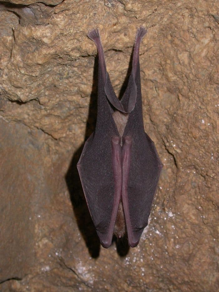Visuel de l’événement « Nuit internationale de la chauve-souris à la Brèche au Diable »