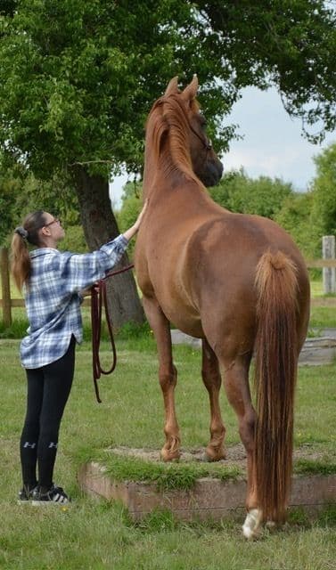 Visuel de l’événement « Portes ouvertes du Pony park de la Ferme de la Baronnie »