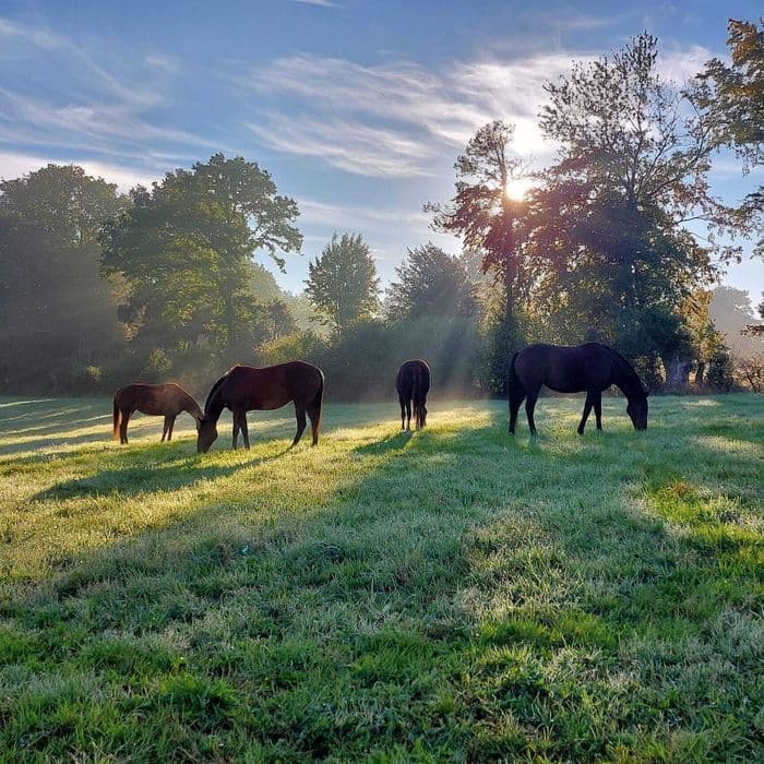 Visuel de l’événement « Visite du haras Polo de Campo »