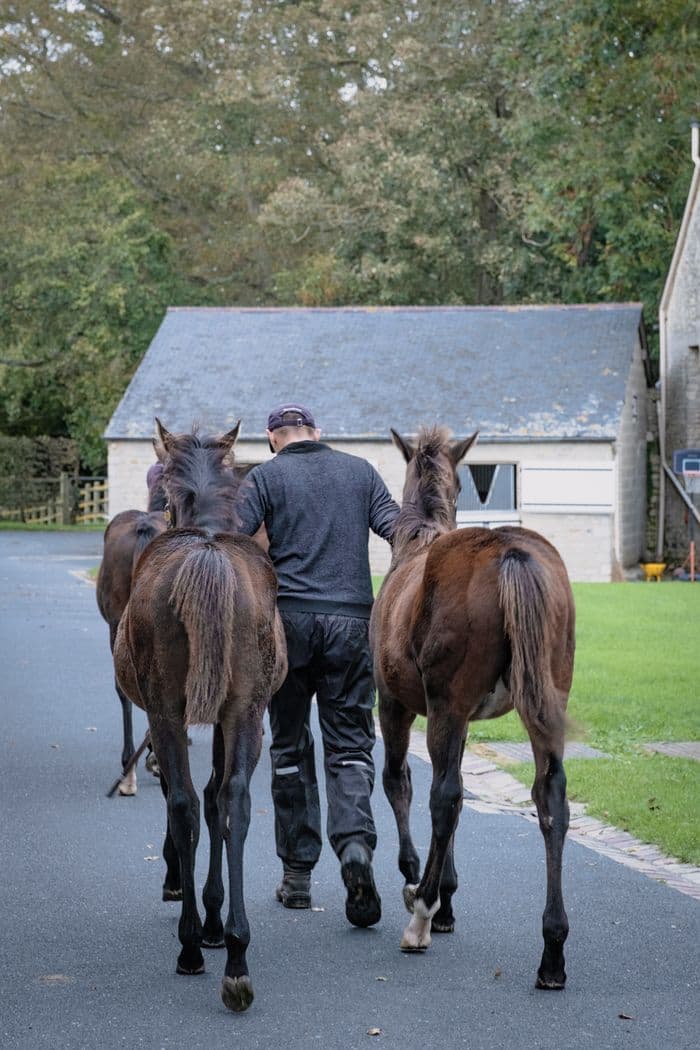 Visuel de l’événement « Visite du Haras d’Etreham »