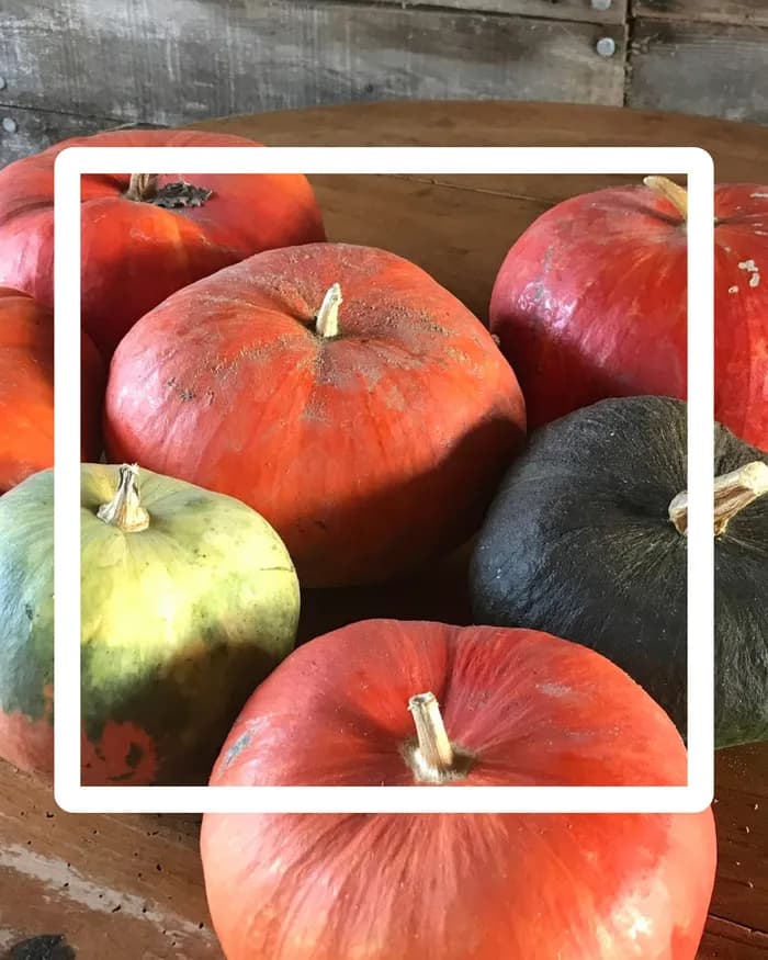 Visuel de l’événement « CLUB POTAGER - 2 fois par mois »
