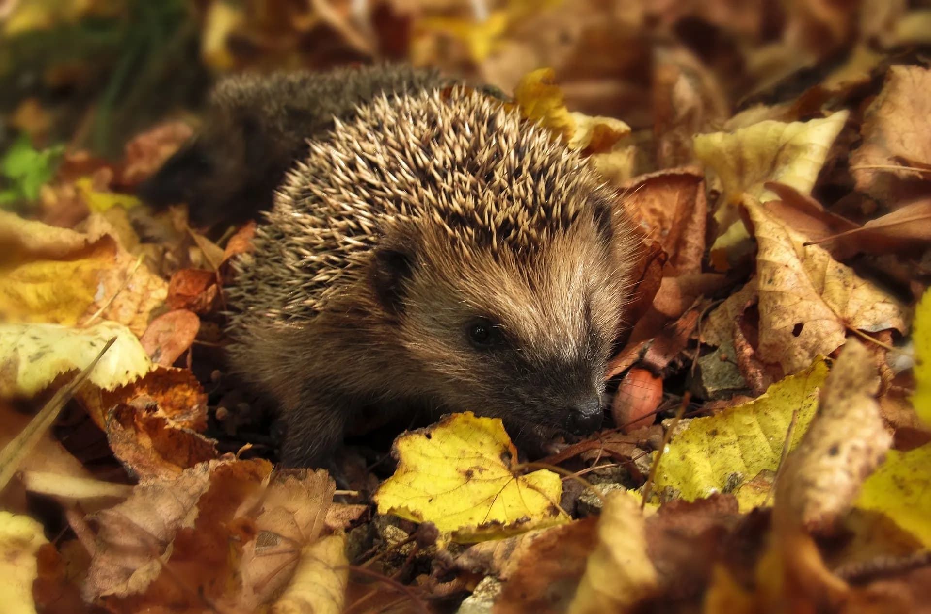Visuel de l’événement « BOULOGNE-BILLANCOURT - Balade guidée : 🐿️🍂 À la découverte du garde-manger de la faune sauvage du Parc de Billancourt »