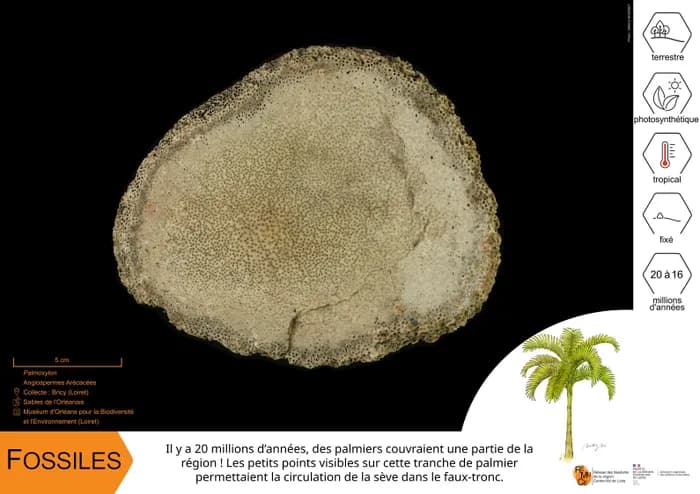 Visuel de l’événement « Fossiles »