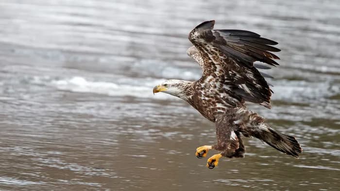 Visuel de l’événement « Exposition – Rapaces, seigneurs des airs »