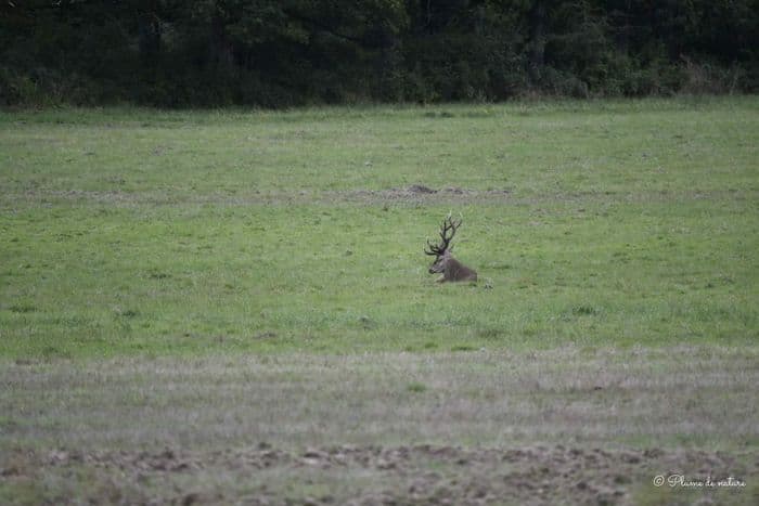 Visuel de l’événement « Vivre le brame du cerf »