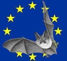 Visuel de l’événement « Nuit Internationnale de la Chauve-souris »