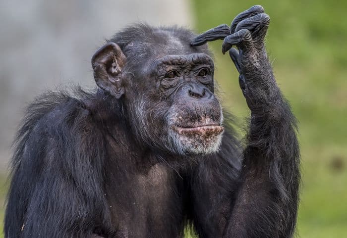 Visuel de l’événement « Projection "Jane Goodall au secours des chimpanzés" »
