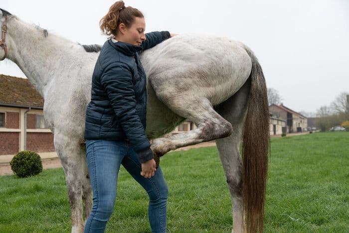 Visuel de l’événement « Ostéopathie équine, dans les coulisses des courses hippiques »