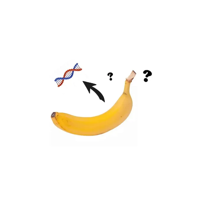 Visuel de l’événement « L’ADN à la banane ! »