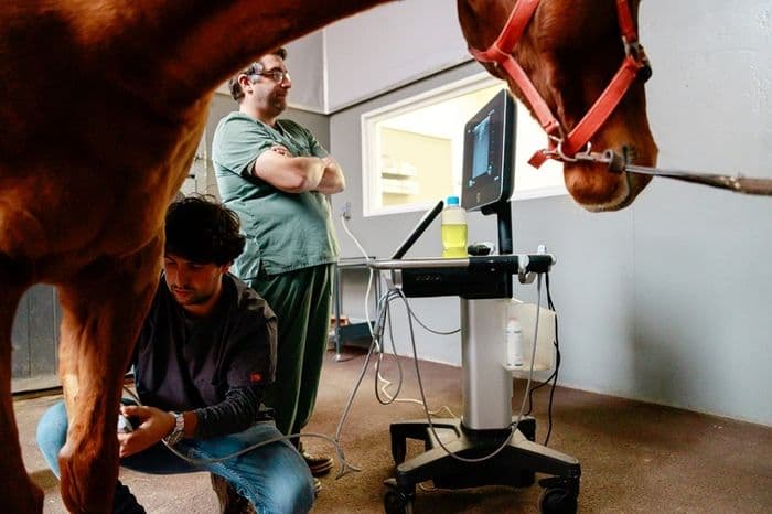 Visuel de l’événement « Chirurgie équine à la clinique équine Equichir »