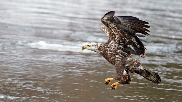 Visuel de l’événement « Exposition – Rapaces, seigneurs des airs »
