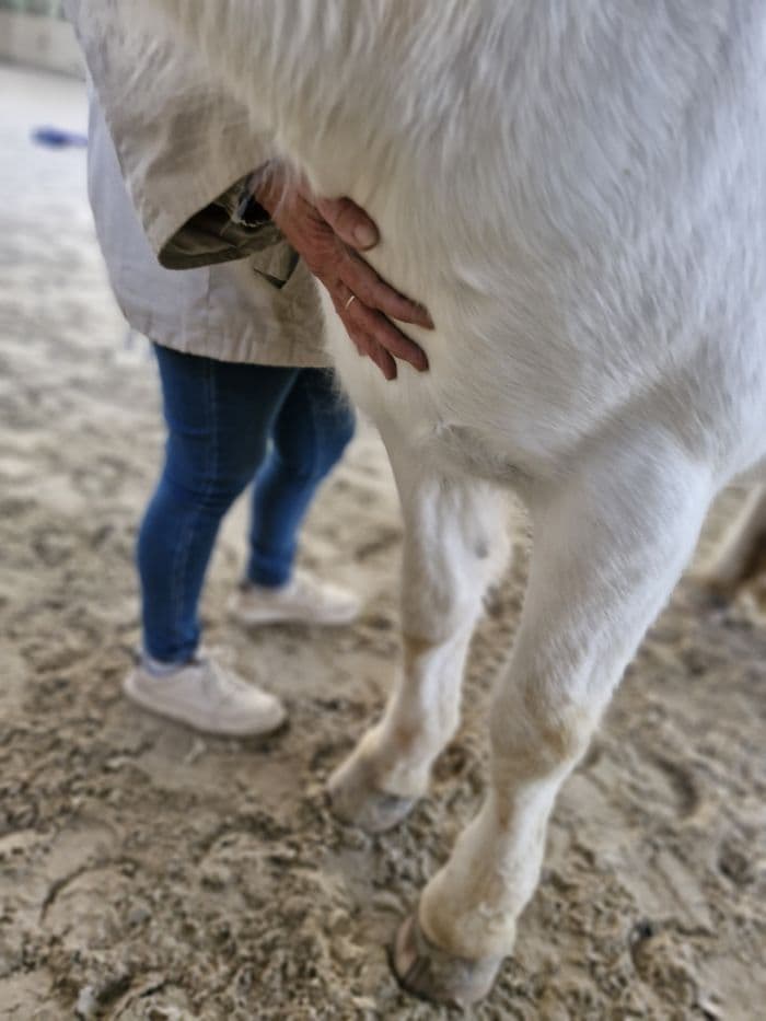 Visuel de l’événement « Portes ouvertes chez Cheval Mieux-Etre »