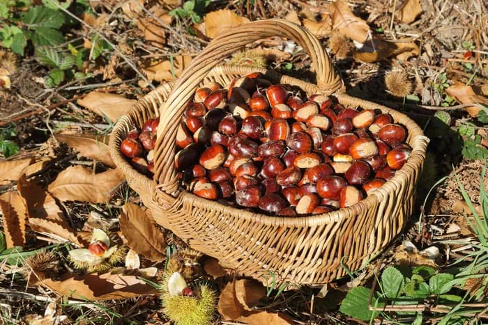 Visuel de l’événement « Les fruits forestiers pour les 3-5 ans »