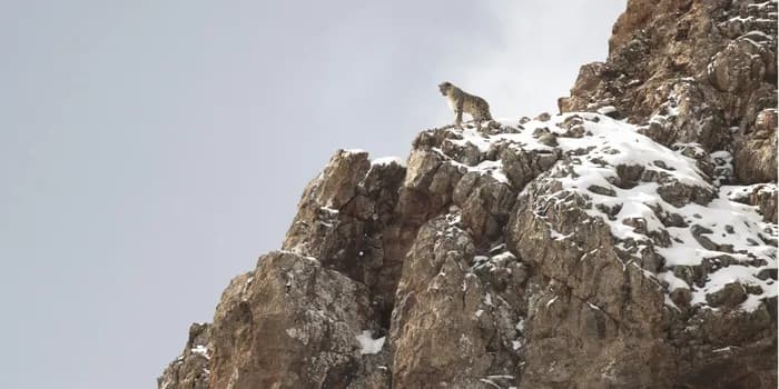 Visuel de l’événement « La Panthère des neiges de Vincent Munier »