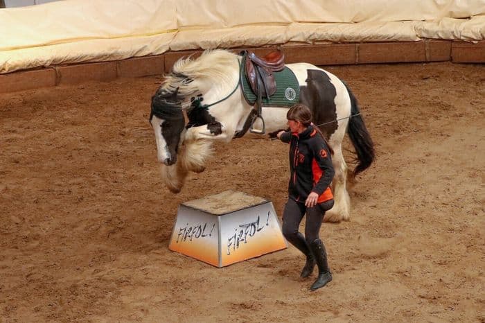 Visuel de l’événement « Portes ouvertes et démonstration à Firfol, lieu de tournage de la série ‘’Au galop’’ »