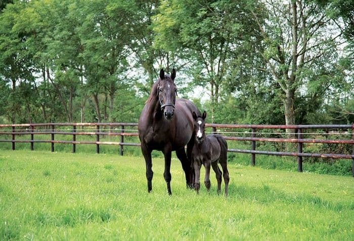 Visuel de l’événement « Visite professionnelle du Haras de Bouttemont »