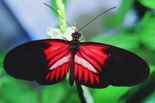 Visuel de l’événement « Exposition - Les papillons du monde : concept haut-garonnais »