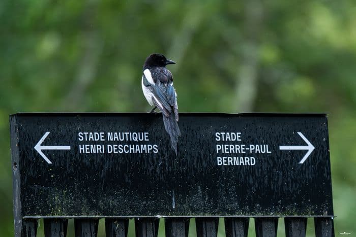 Visuel de l’événement « Exposition "Talence, éclats de nature urbaine" »