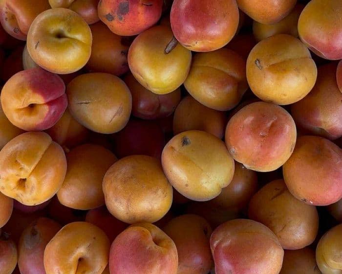 Visuel de l’événement « Marché de Sully-sur-Loire - Lundi »