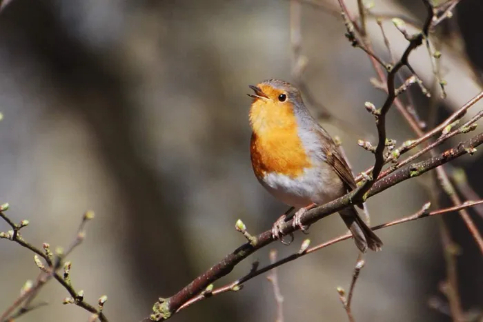 Visuel de l’événement « Les oiseaux »