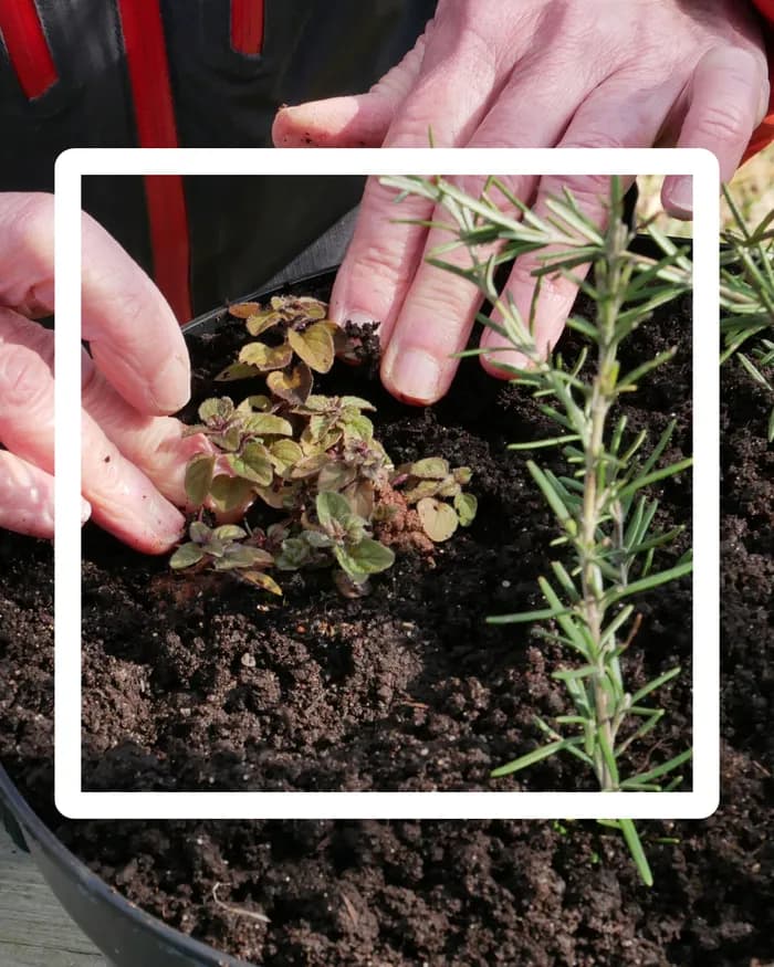 Visuel de l’événement « Multiplier les plantes de son jardin - Série Les Ateliers Soin des Plantes (2) »