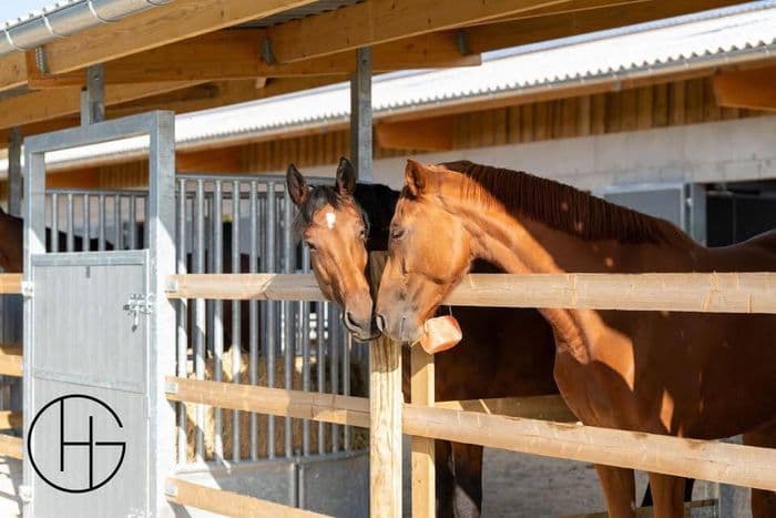 Visuel de l’événement « Visite du Haras de Glos »