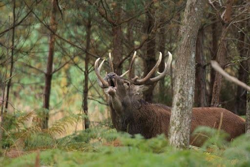 Visuel de l’événement « Le brame du Cerf »