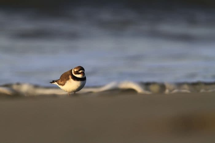Visuel de l’événement « Les oiseaux du littoral »
