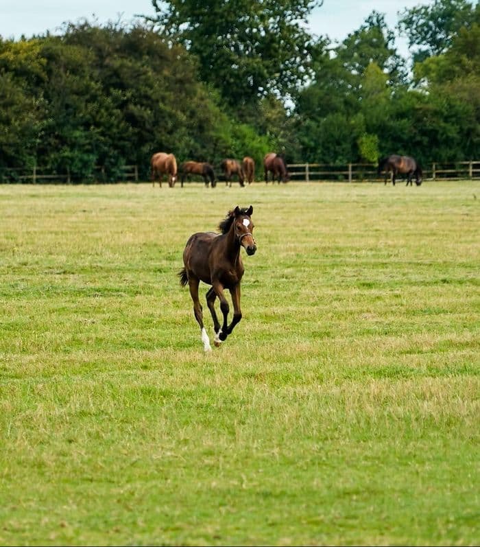 Visuel de l’événement « Visite du Haras de la Huderie »